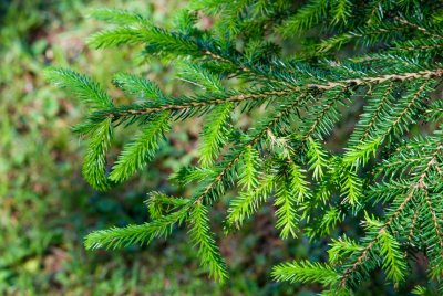 Picea orientalis - smrk východní (107) - jehlice